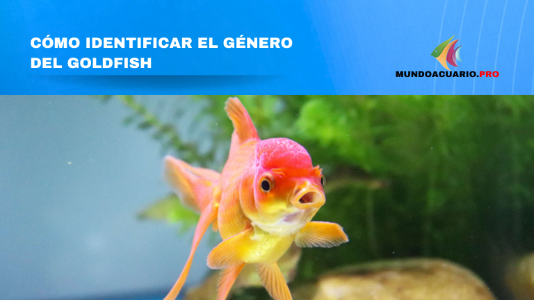 Cómo identificar el género del Goldfish