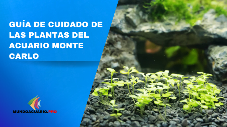 Guía de cuidado de las plantas del acuario Monte Carlo