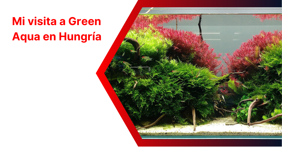 Mi visita a Green Aqua en Hungría