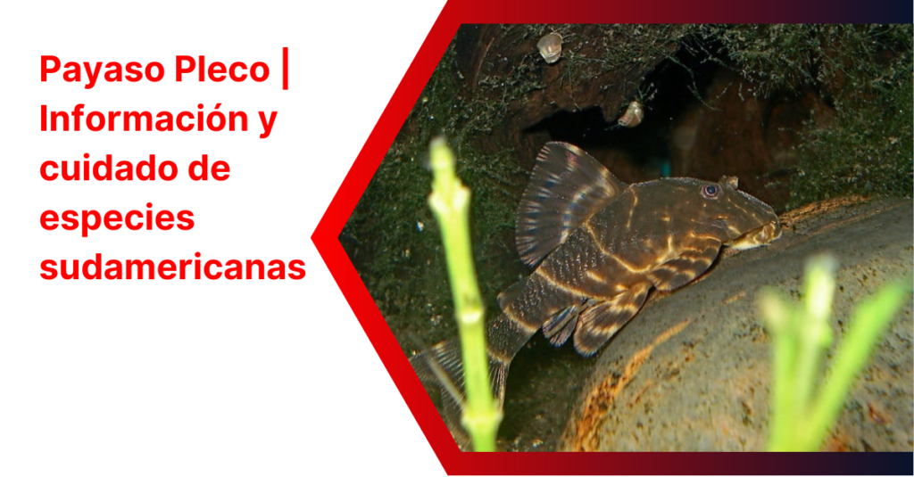 Payaso Pleco | Información y cuidado de especies sudamericanas