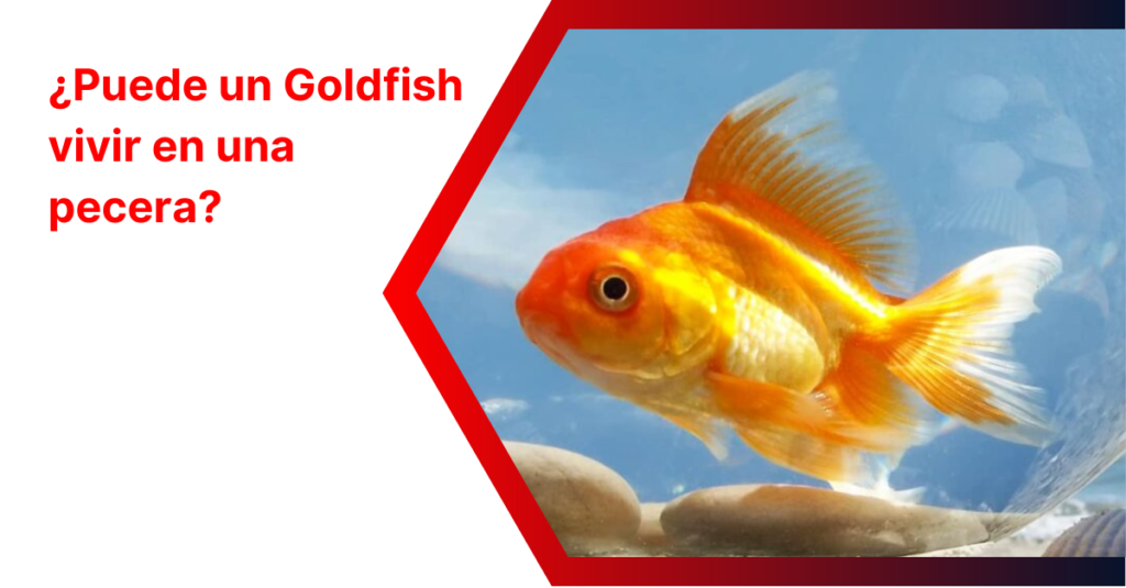 ¿Puede un Goldfish vivir en una pecera?