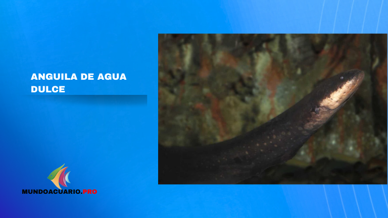 Anguila de agua dulce: familias, especies, cuidado y más