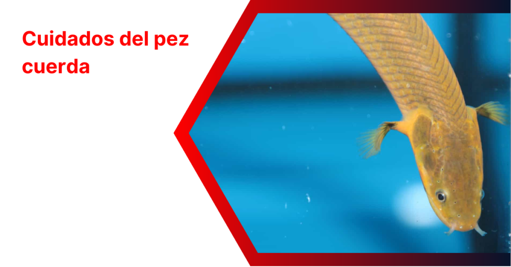 Cuidados del pez cuerda | Erpetoichthys calabaricus