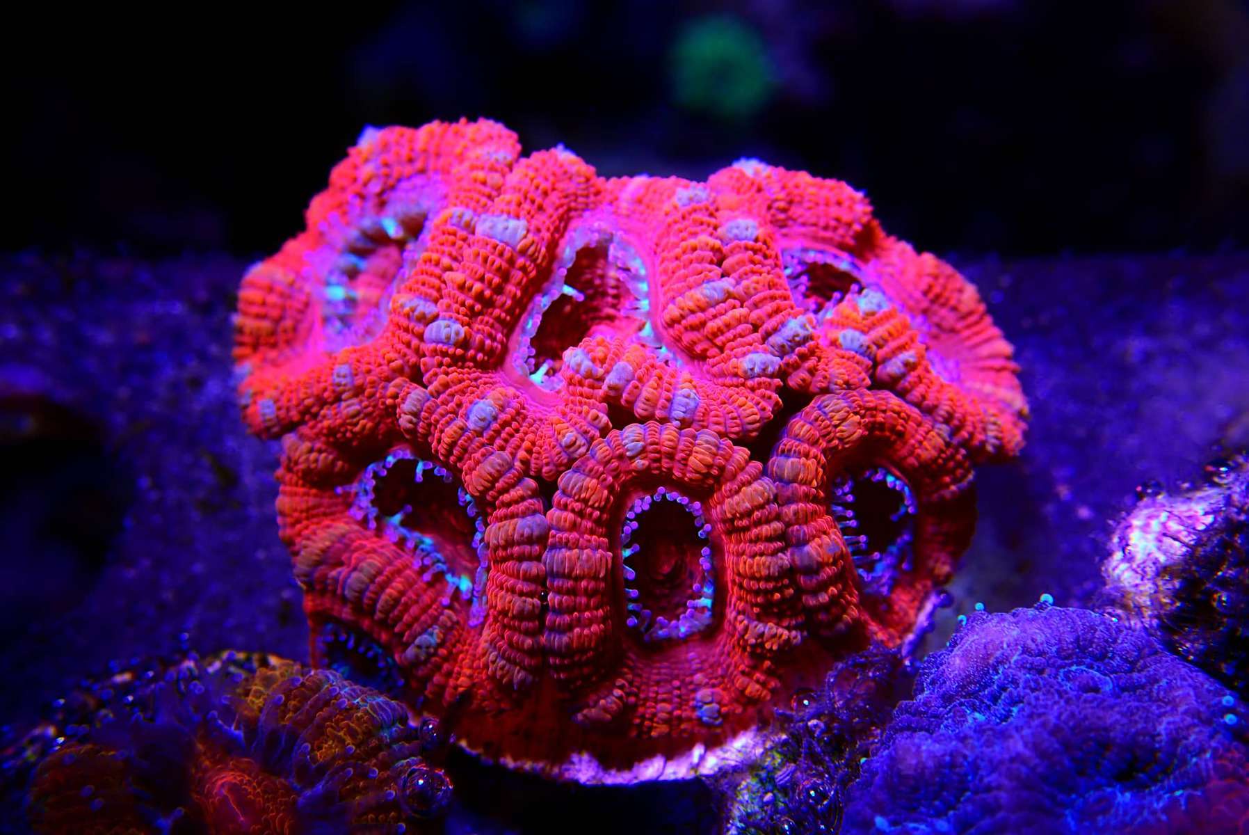 Acan Coral: Nuestra Guía Completa de Cuidados