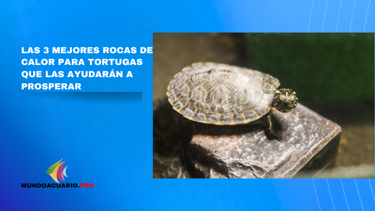 Las 3 mejores rocas de calor para tortugas que las ayudarán a prosperar